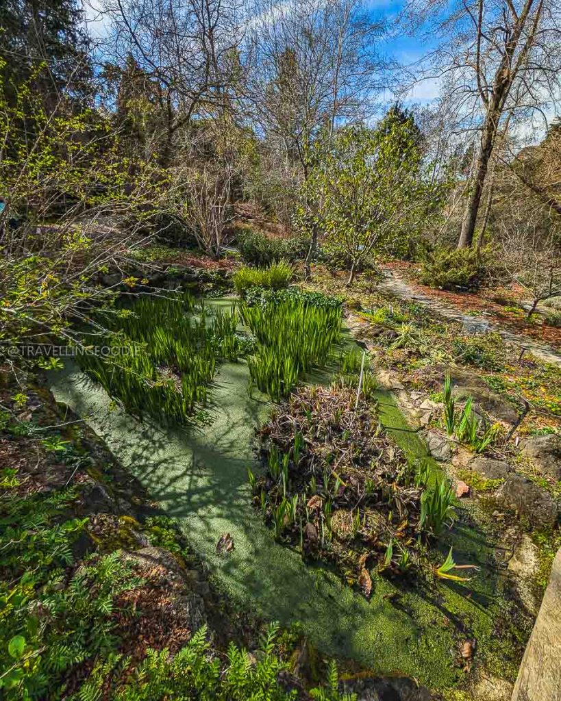 A serene pond covered in duckweed at the UC Berkeley Botanical Garden, a relaxing nature break in Berkeley.