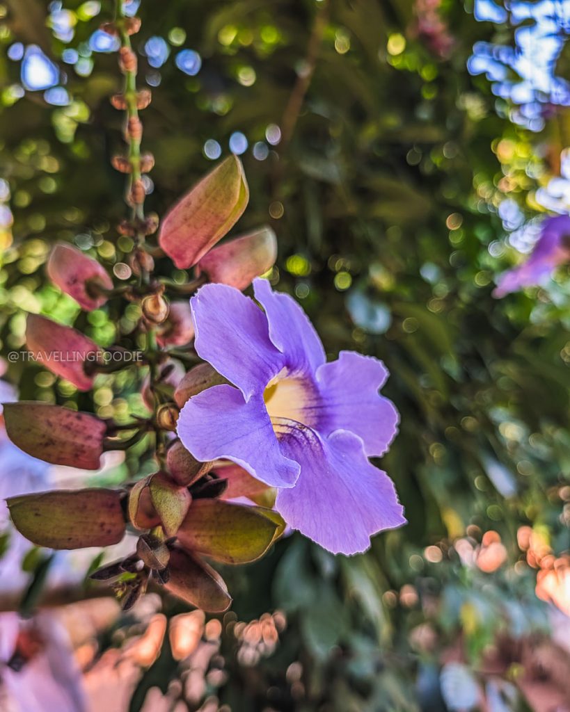 Close-up of a vibrant purple tropical flower blooming beautifully inside the lush Acapulco Botanical Garden.
