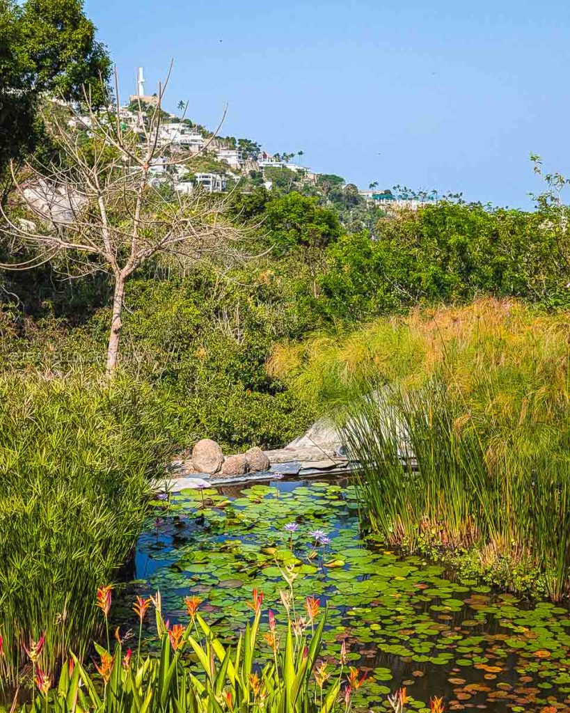 Peaceful pond filled with lily pads at the Acapulco Botanical Garden, featuring beautiful views of the city hills.