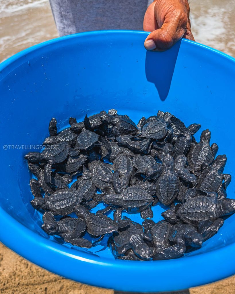 Blue bucket full of baby sea turtles ready for ocean release, a unique marine conservation Acapulco activity.
