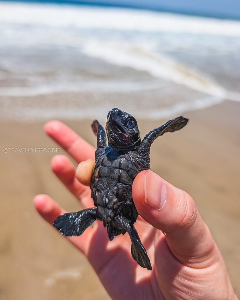 Hand holding a tiny black baby sea turtle on the beach, a unique marine conservation activity in Acapulco.