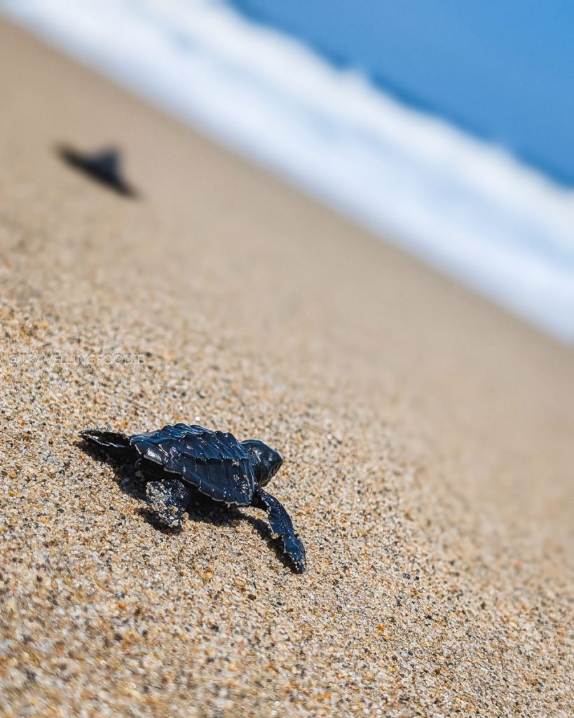 Baby sea turtle crawling on golden sand toward the Pacific Ocean during an Acapulco conservation tour.